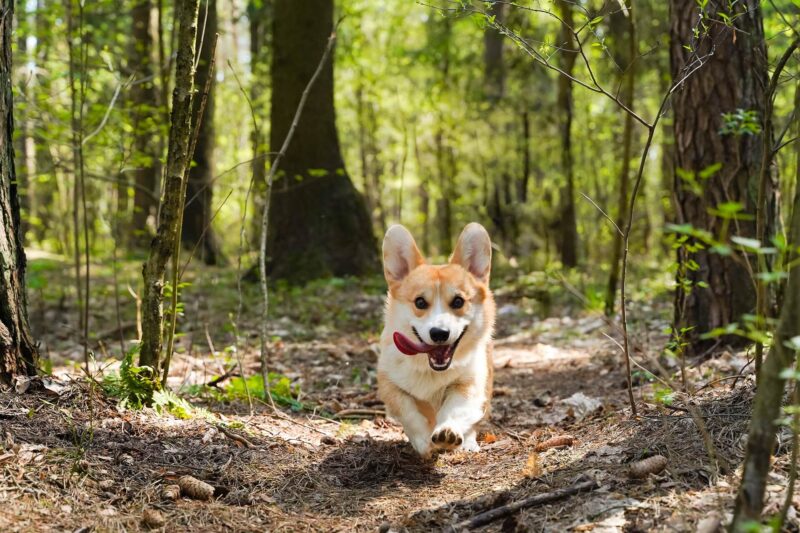 ウェルシュコーギーの写真