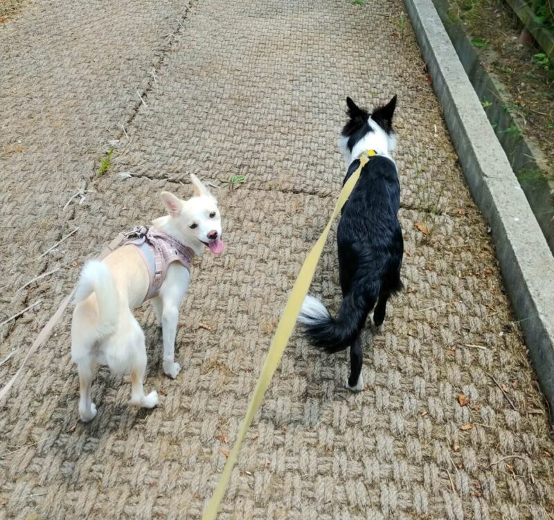 愛犬たちの散歩写真