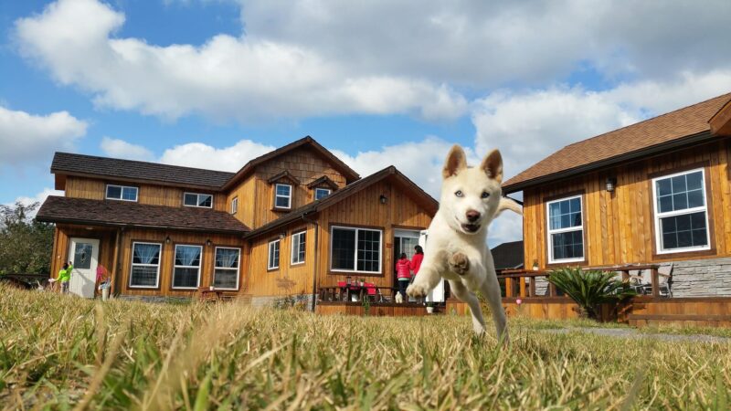 珍島犬の子犬の写真