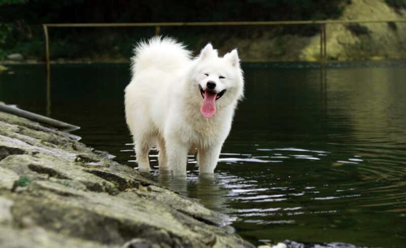 水辺で遊ぶサモエド