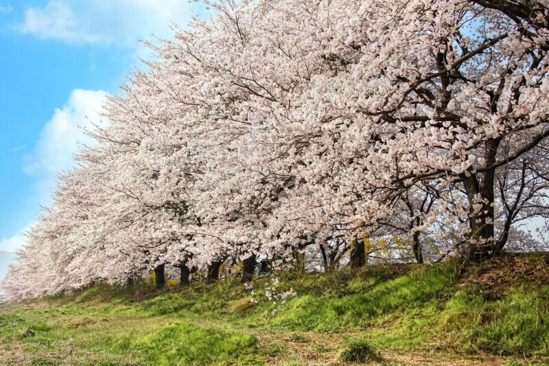 韓国 桜の写真